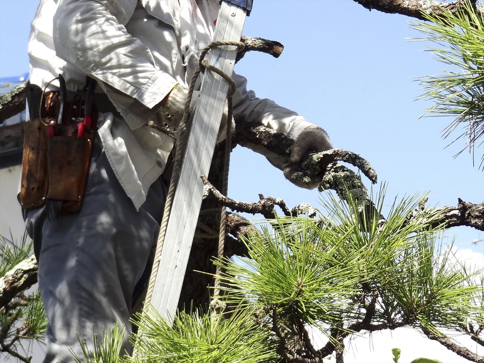 松の手入れを行う職人