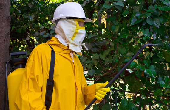 害虫の繁殖を防止するための消毒も剪定と合わせて行っております | 岡山で職人が営む植木屋・ホンジョウガーデン