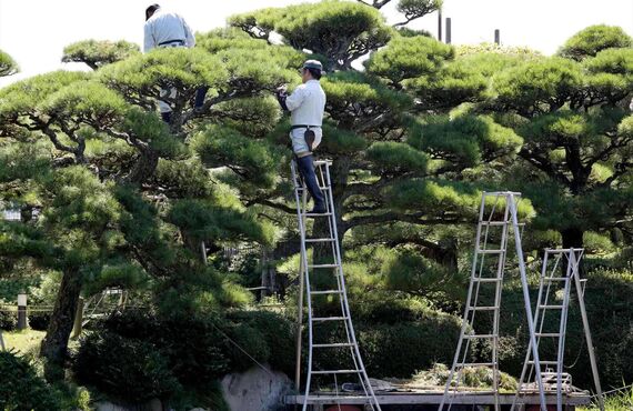 庭木の伐採や造園のご依頼を多数承ってきた実績がございます | 岡山で職人が営む植木屋・ホンジョウガーデン