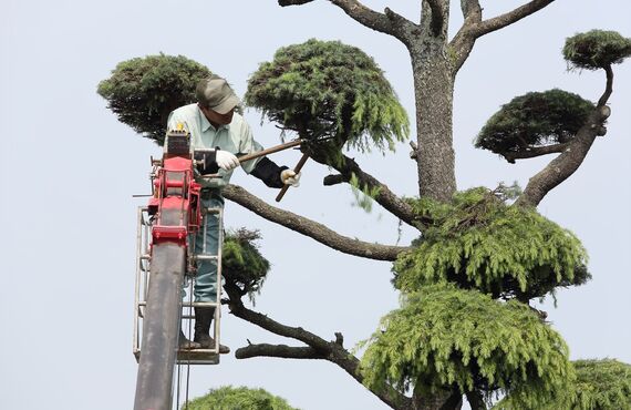 樹高が伸びてしまってお困りの庭木も丁寧に伐採し整えます | 岡山で職人が営む植木屋・ホンジョウガーデン