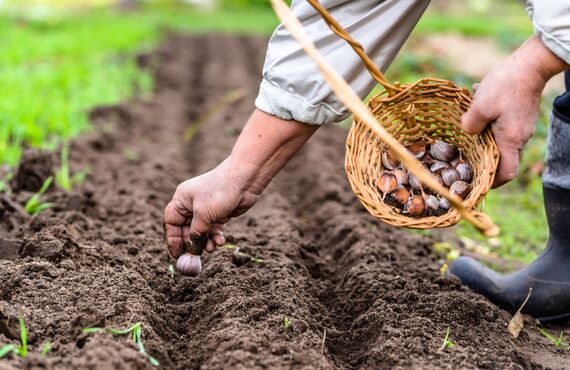 畑の草取りや手入れなど庭木の伐採以外にも対応できるメニュー多数 | 岡山で職人が営む植木屋・ホンジョウガーデン